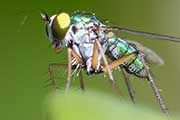 Long-legged Fly (Chrysosoma leucopogon) (Chrysosoma leucopogon)